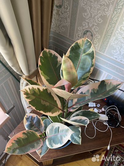 Фикус эластика тинеке