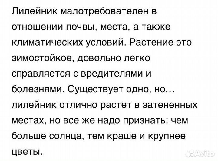 Лилейники сортовые