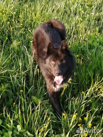 Охотничьи собаки рабочие