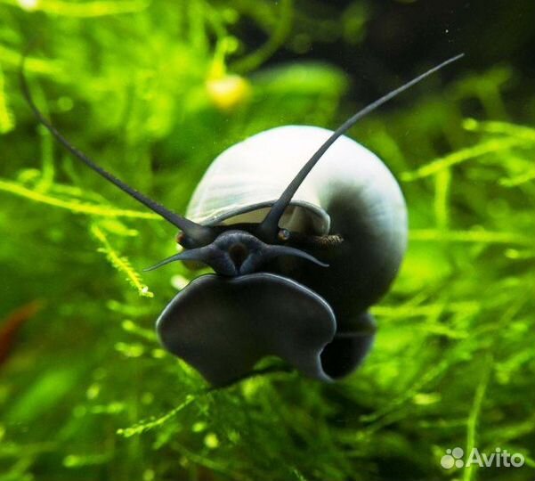 Голубые улитки ампулярии, на черной ножке