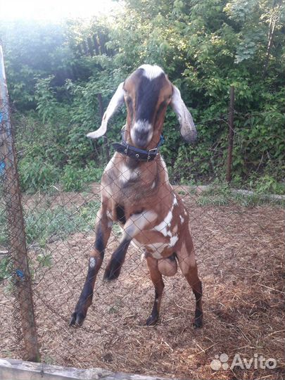 Кролик калифорнийский