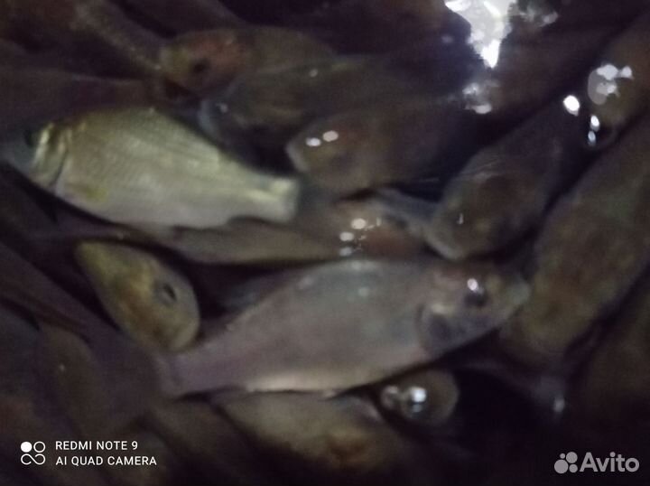 Живец карась оптом