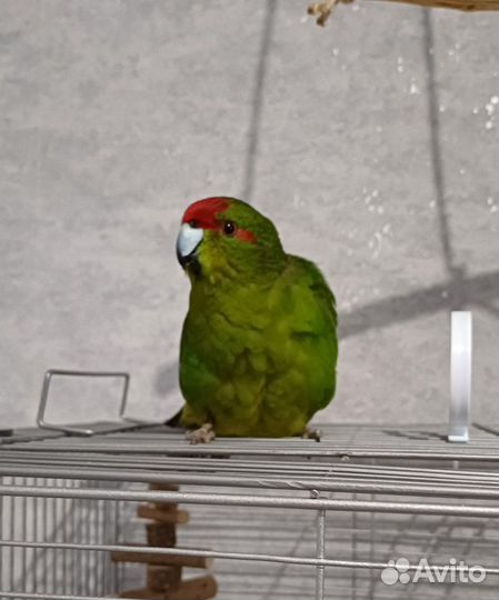 Ручной попугай какарик
