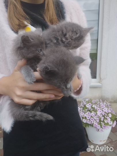 Черненький джентльмен ждёт тебя