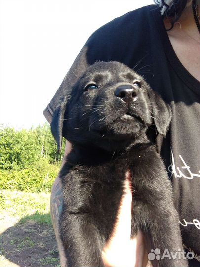 Щенки лабрадора