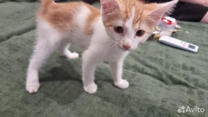 Котята бесплатно