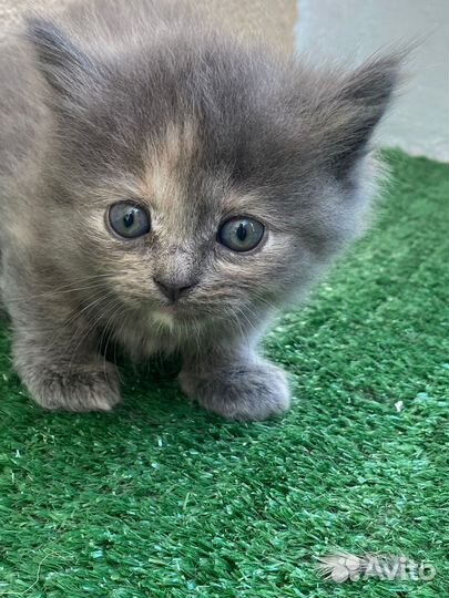 Котенок британской кошки