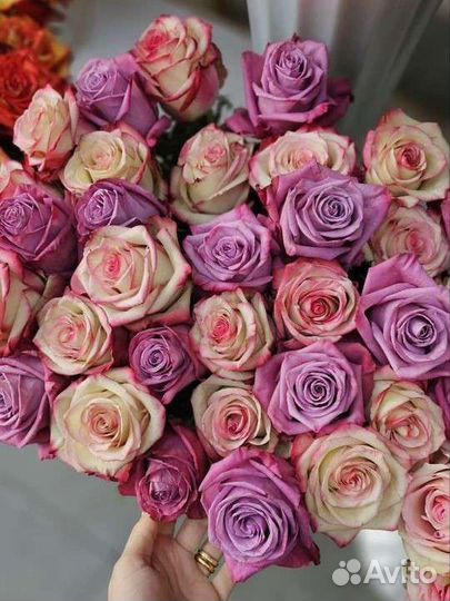 Голландская роза, цветы, доставка 51, 101,25