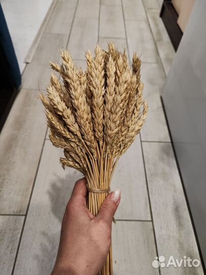Сухоцветы пшеница