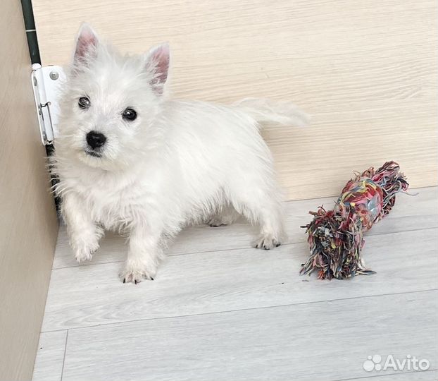 Вест хайленд уайт терьер