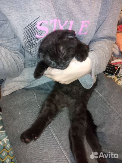 Шотландская вислоухая кошка