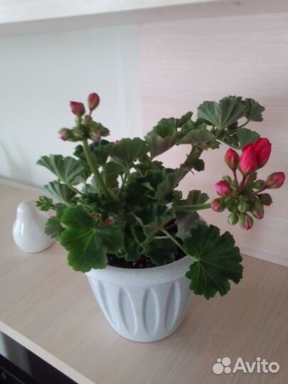 Тюльпановидная пеларгония