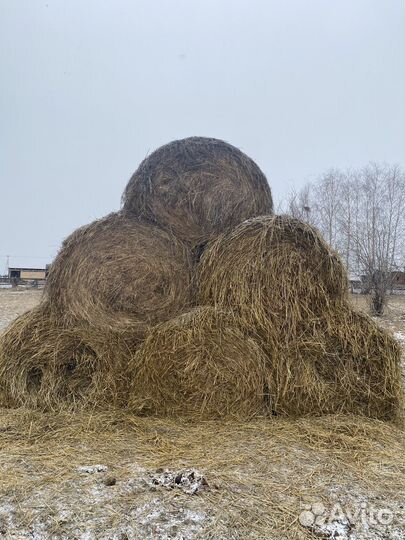 Зеленка сено