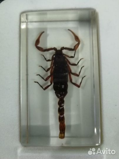 Маньчжурский золотой скорпион (Deagostini)