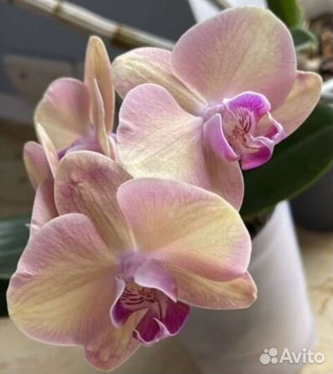 Орхидея фаленопсис Янтарная Принцесса