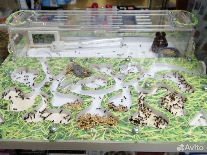 Муравьи Messor structor