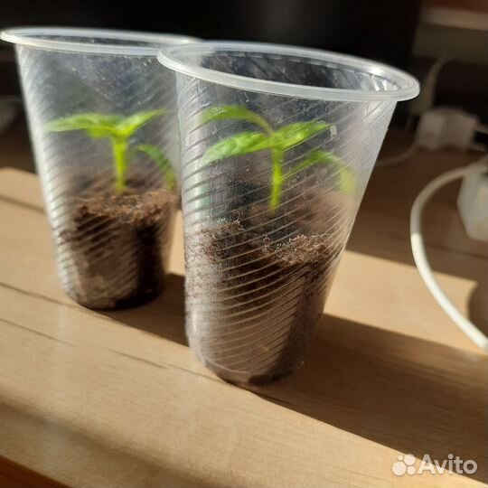 Рассада огурцы и перцы