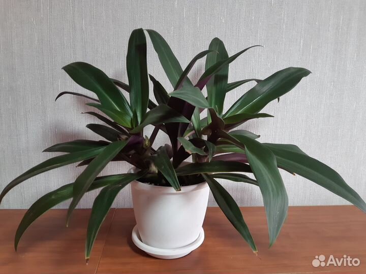 Традесканция разноцветная