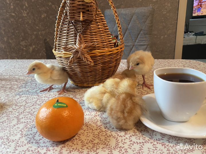 Индюшата хайбрид конвертер