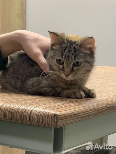 Кошка