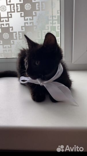 Брутальный котенок Босс