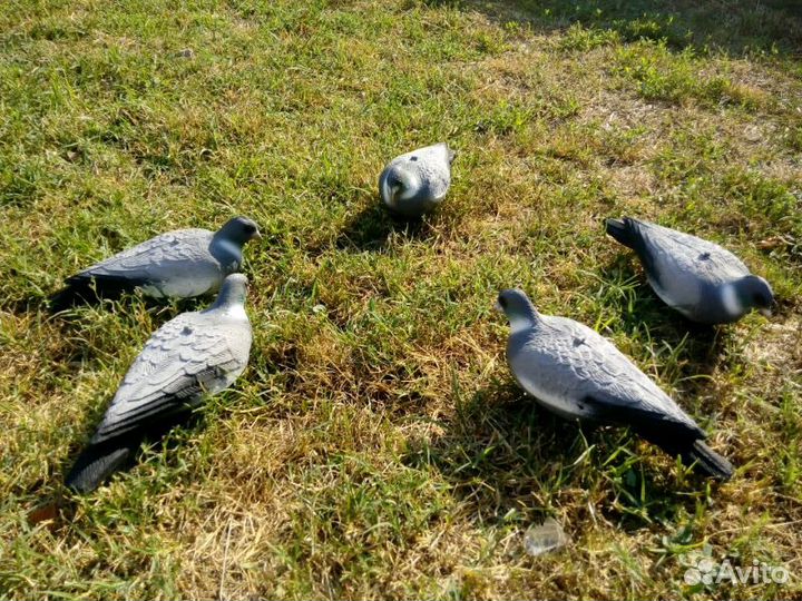 Голубь Вяхирь чучело для охоты