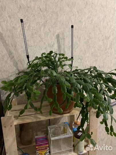 Декабрист Шлюмбергера малиновый