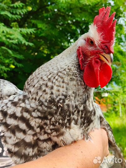 Молодые петухи