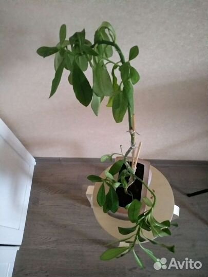 Синадениум гранта - Дерево Любви