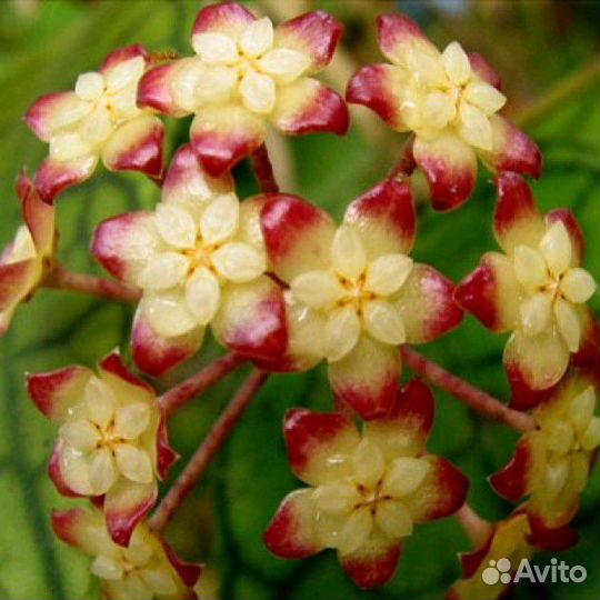 Хойя Финлайсони