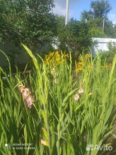 Гладиолусы цветы