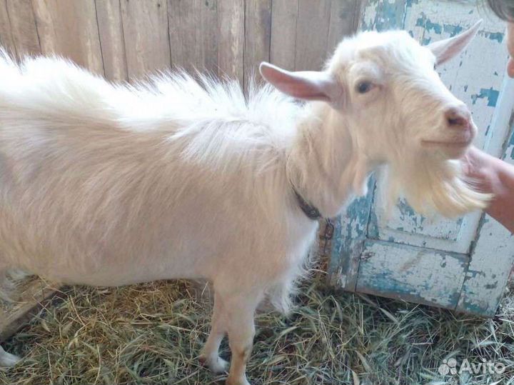 Козел вязка