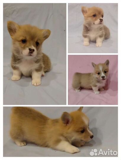 Девочки Вельш корги пемброк, Р.К.Ф