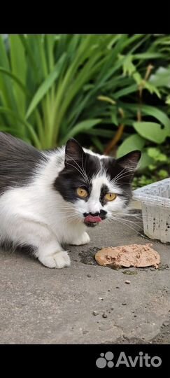 Классный кот Марик ищет дом