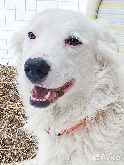 Отдам красивую собаку