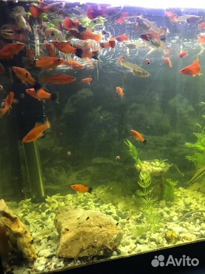 Рыбки для аквариума