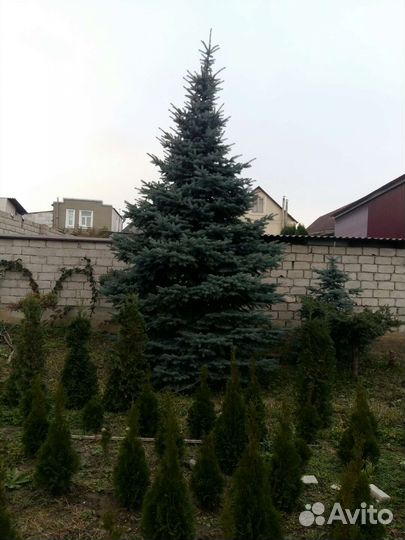 Ель голубая 5.5м