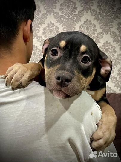 Американский булли классик