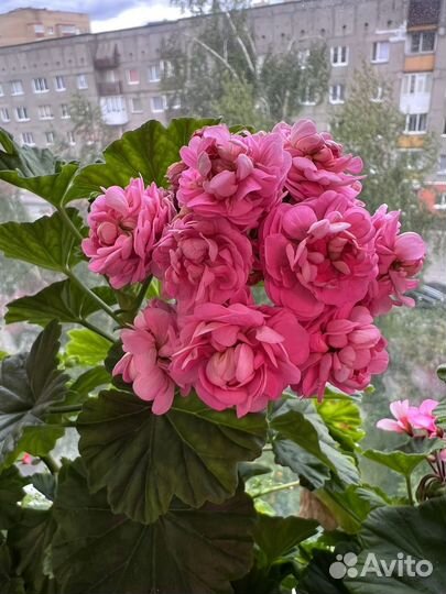 Пеларгония герань