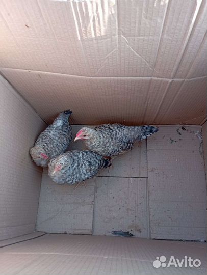 Породистые подрощенные цыплята