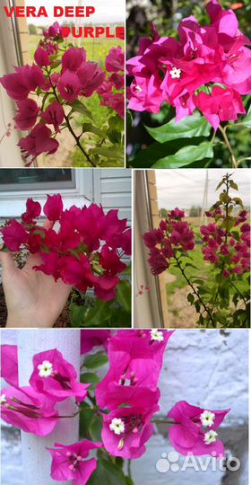 Бугенвиллеи сортовые,все в тексте объявления