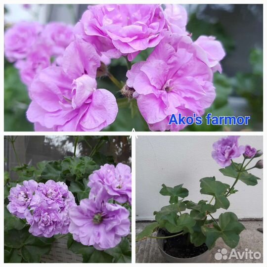 Пеларгония герань