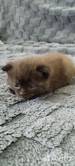 Котятам 1 месяц