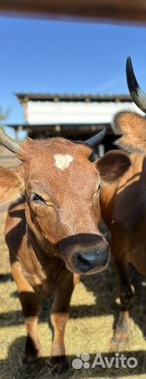 Джерсийская нетель