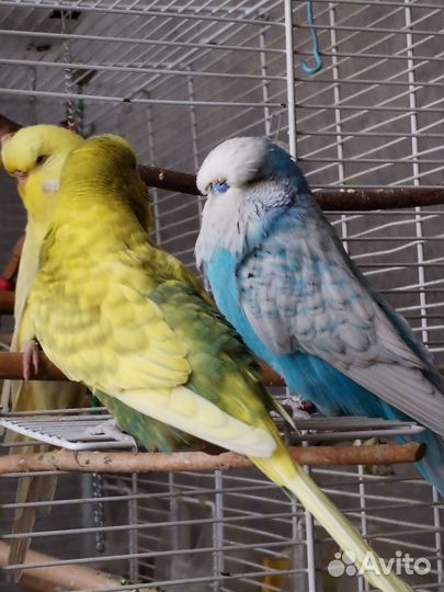 Попугаи ввп чехи