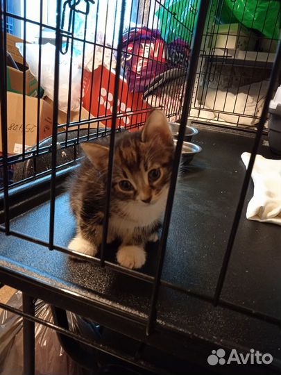 Три сыночка и лапочка дочка