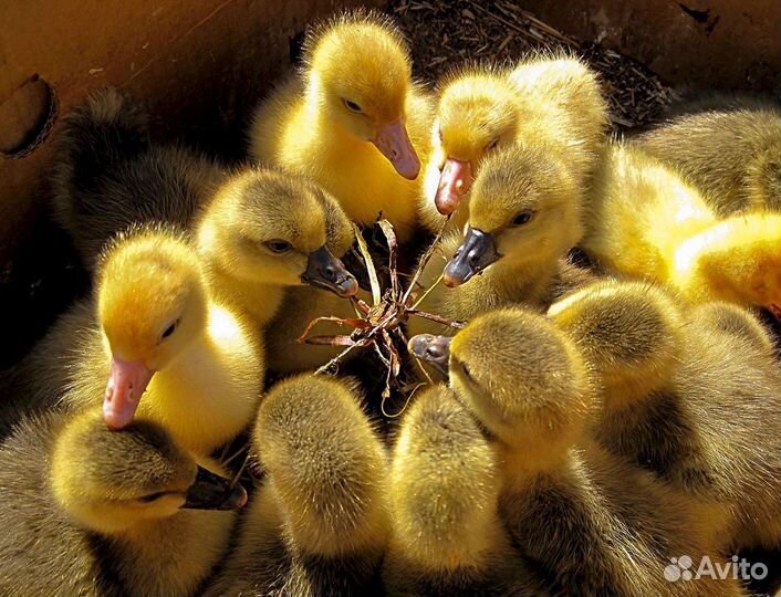 Гусята, индюшата