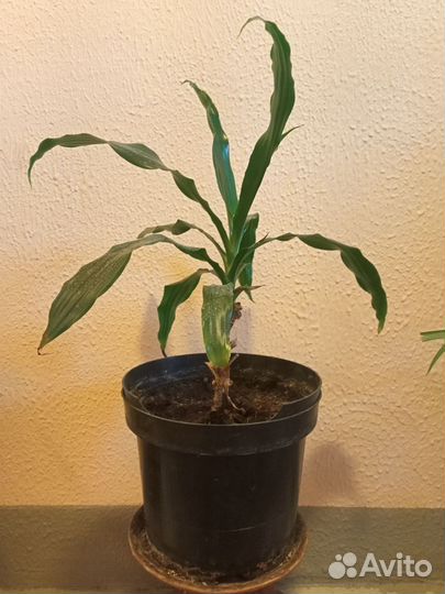 Пальма панданус