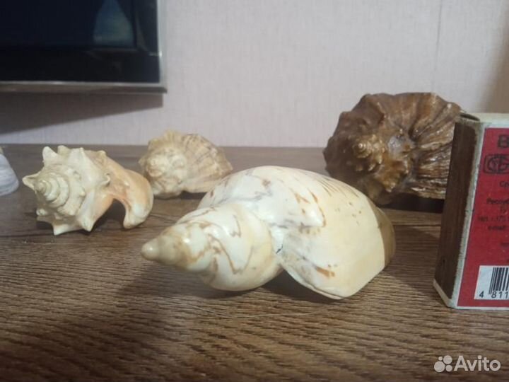 Ракушки морские 8 шт