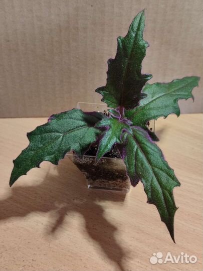 Гинура оранжевая (Gynura aurantiaca)